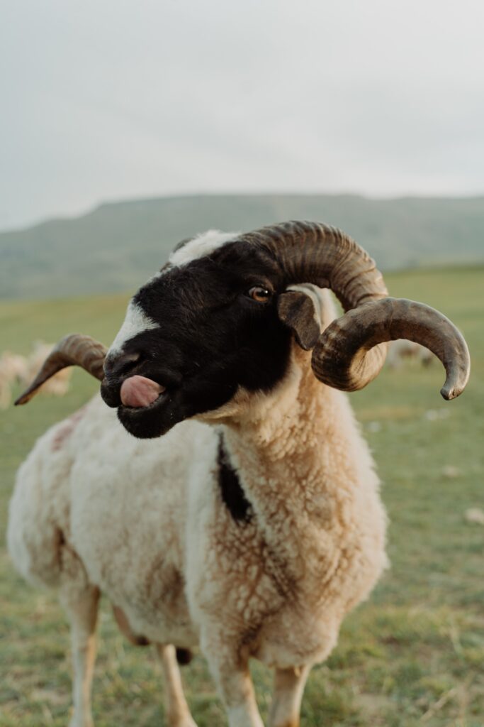 Tensión de la lengua
