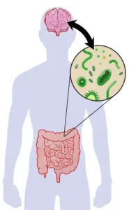 eje microbiota intestino cerebro